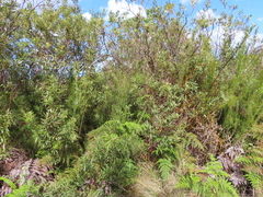 Restio subverticillatus