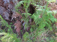 Restio subverticillatus