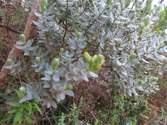 Xiphotheca fruticosa