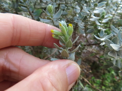 Xiphotheca fruticosa