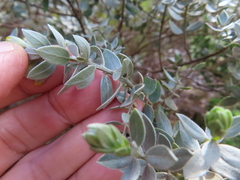 Xiphotheca fruticosa