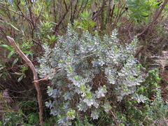 Xiphotheca fruticosa