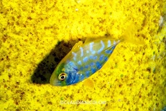 Caranx bartholomaei