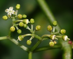 Cissus elongata