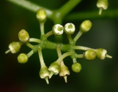Cissus elongata