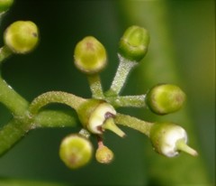 Cissus elongata