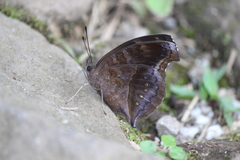 Junonia iphita