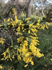 Acacia triptera