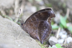 Junonia iphita