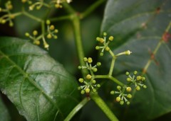 Cissus elongata
