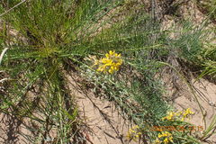 Lebeckia gracilis