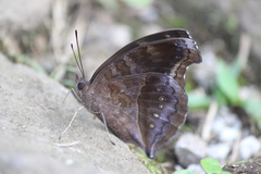Junonia iphita