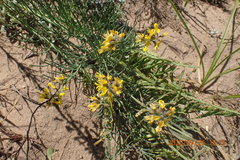 Lebeckia gracilis