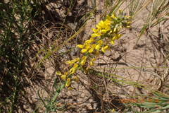Lebeckia gracilis