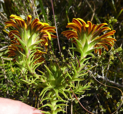Oedera capensis (L.) Druce