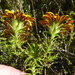 Oedera capensis - Photo (c) Corinne Merry, algunos derechos reservados (CC BY-NC-ND), subido por Corinne Merry