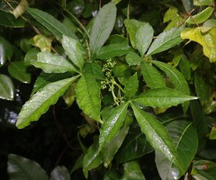 Cissus elongata
