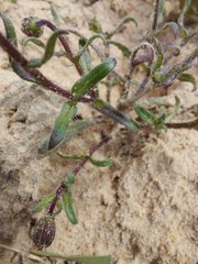 Felicia heterophylla