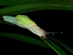Helicarionoidea