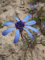 Felicia heterophylla