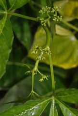 Cissus elongata
