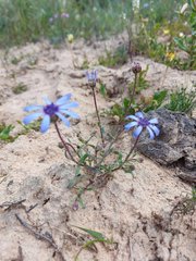 Felicia heterophylla