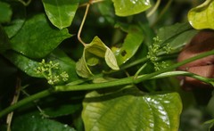 Cissus elongata