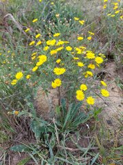 Oedera fruticosa