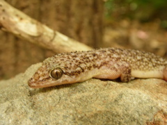 Phyllodactylus lanei