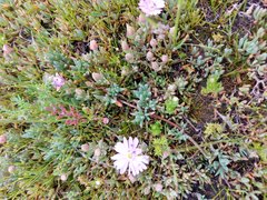 Lampranthus sociorum