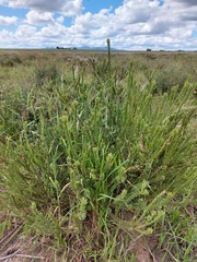 Leucadendron stellare