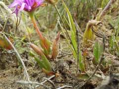 Lampranthus filicaulis