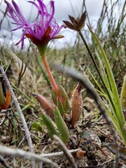 Lampranthus filicaulis