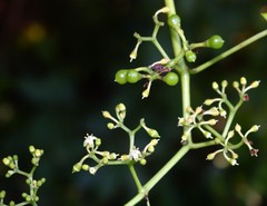 Cissus elongata