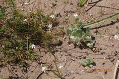 Pharnaceum aurantium