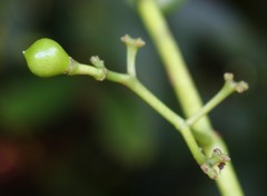 Cissus elongata