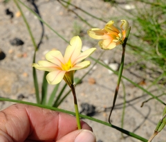 Moraea comptonii