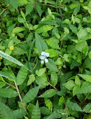 Commelina diffusa