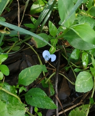Commelina diffusa
