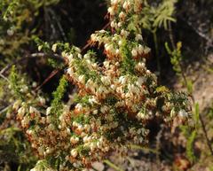 Erica intermedia albiflora