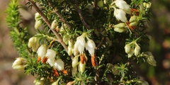 Erica intermedia albiflora