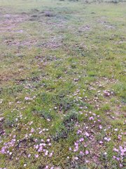 Lampranthus sociorum