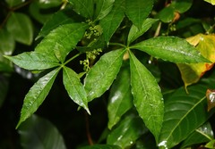 Cissus elongata