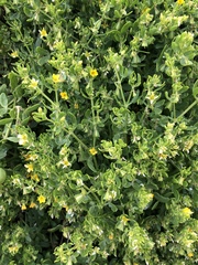 Roepera billardierei