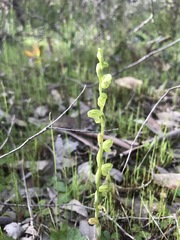 Pterostylis mutica