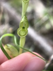 Pterostylis mutica