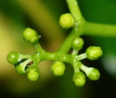 Cissus elongata
