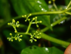 Cissus elongata