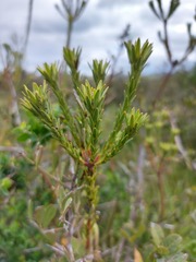 Leucadendron stellare