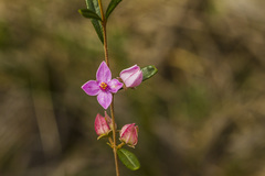 Boronia glabra